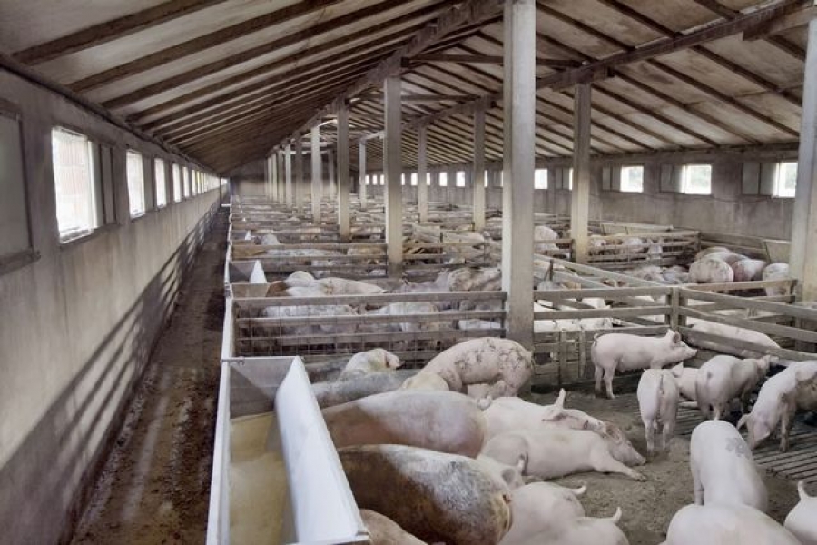 România solicită Bruxelles-ului deblocarea exportului de porci vii în spaţiul comunitar