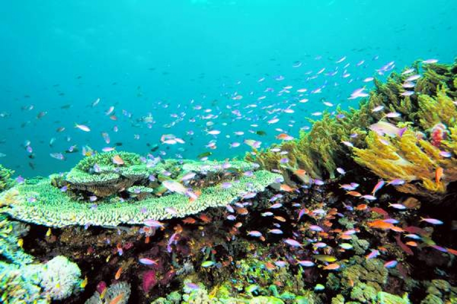 Marea Barieră de Corali riscă să ajungă o „groapă de gunoi”