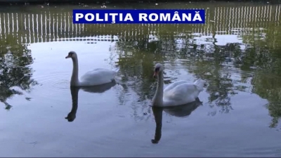 Animale sălbatice ţinute în captivitate ilegal