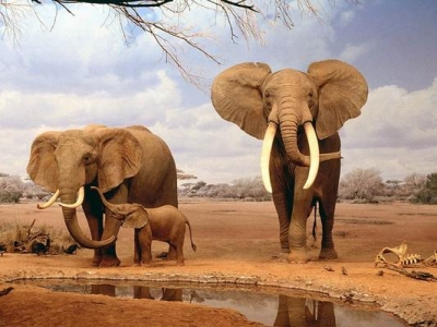 Elefanţii "înşală" cancerul