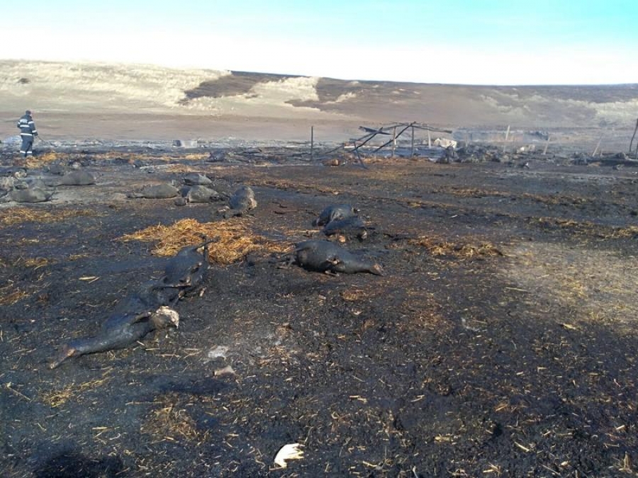Pechea: 180 de oi arse de vii, în urma unui incendiu de vegetaţie (VIDEO/FOTO)