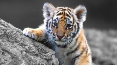 Un nou tigru siberian la Parcul Zoo