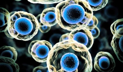 Diviziunea celulară - ne permite să trăim, dar ne face să ne îmbolnăvim de cancer