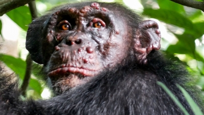 Lepra, un flagel străvechi al oamenilor, care a atacat cimpanzeii sălbatici