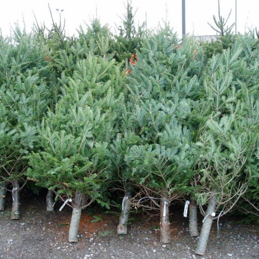 Romsilva scoate la vânzare 40.000 de pomi pentru Crăciun în acest an