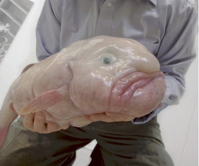 Ciudatul peşte „blobfish” a primit oficial titlul de cel mai urât animal din lume