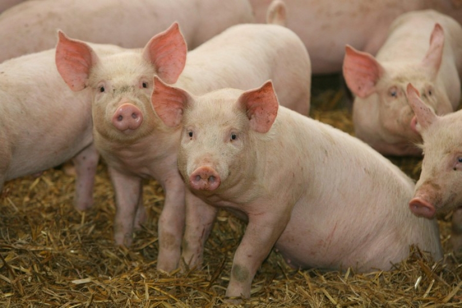 România apelează la ajutor european pentru fermierii afectaţi de pesta porcină africană