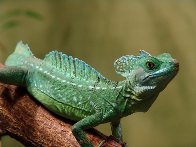 Şopârla basiliscus, ca animal de companie