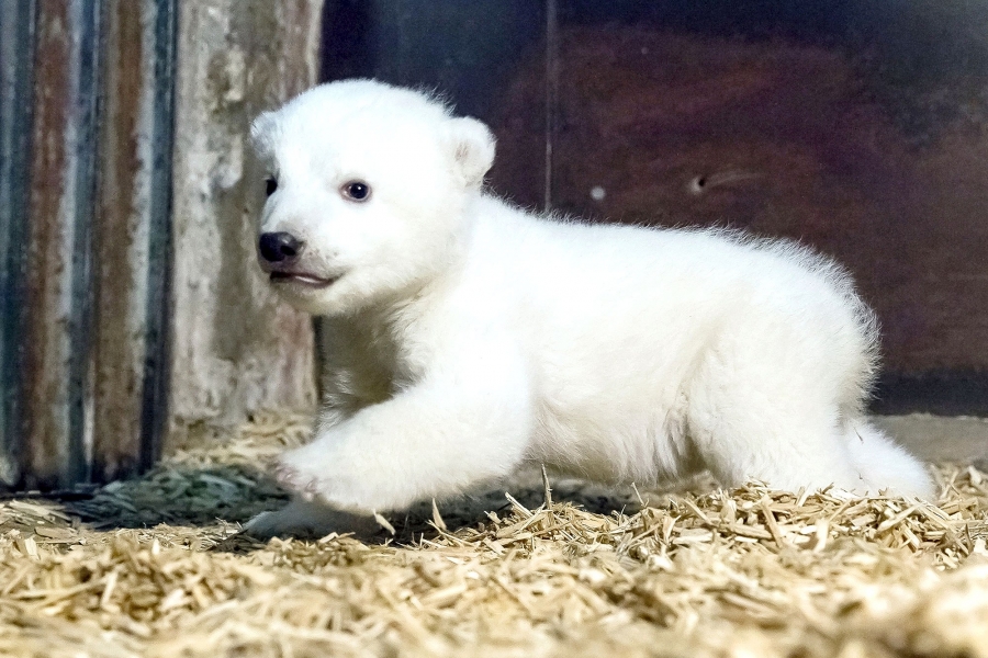 Fritz, puiul de urs polar de la o grădină zoologică din Berlin, a murit