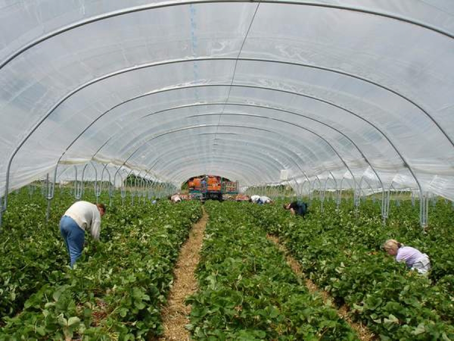 Agricultorii se plâng de curentul scump şi de legea privind angajarea zilierilor