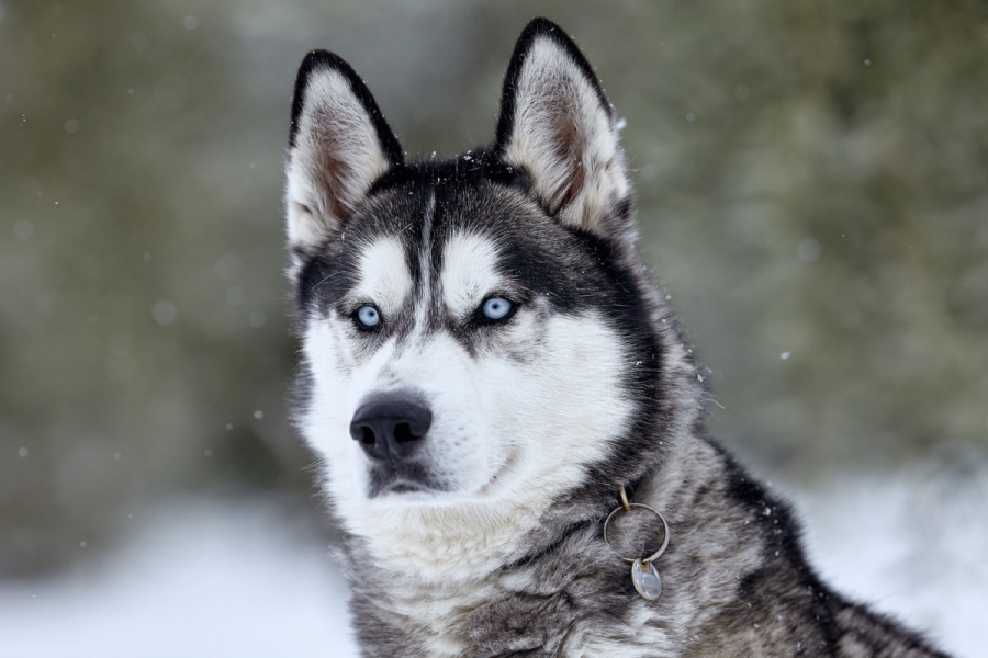 Câinele din rasa Husky siberian - aspect de lup cu un devotament deosebit