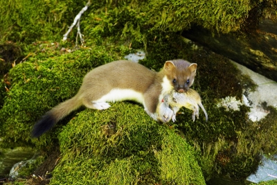Exponatul lunii ianuarie – Hermelina