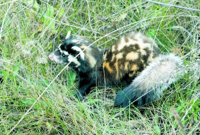 5 animale mai puţin cunoscute din România