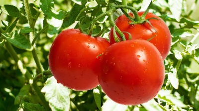 Peste 2.000 de fermieri au primit banii pentru tomatele româneşti; 6 milioane de euro, plătite până în prezent