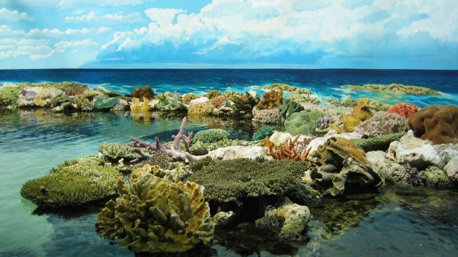 Recifele de corali sunt mai sănătoase în prezenţa unui număr mai mare de rechini