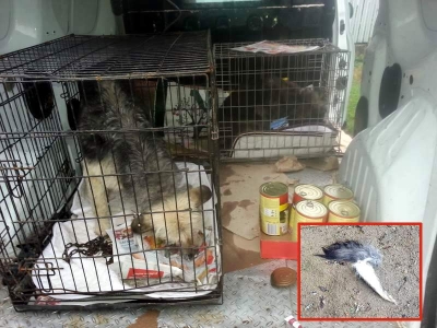 Câini maltrataţi şi înfometaţi de stăpîn