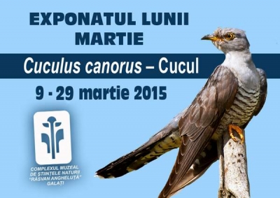 Cucul, vedeta lunii la Complexul Muzeal de Ştiinţele Naturii