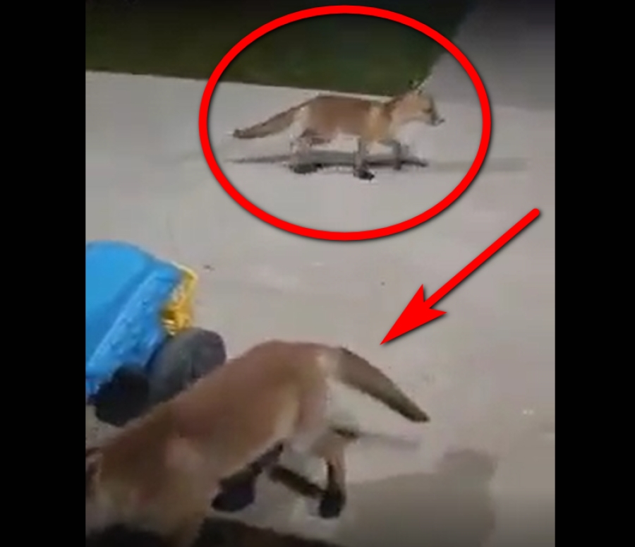 Vilele din Smârdan "atacate" de vulpi (VIDEO)