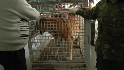 Nera şi Baghera, de la Circul Globus, la Zoo Galaţi
