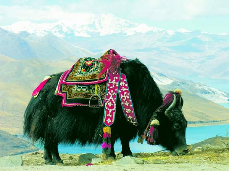 Tibet, căminul animalelor rare