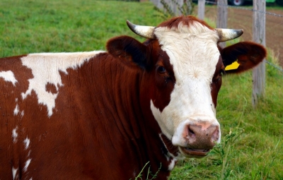 Stoparea utilizării antibioticelor la animalele sănătoase pentru a preveni răspândirea superbacteriilor rezistente la medicamente