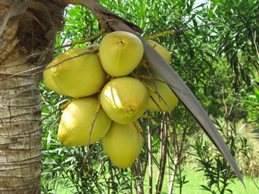 Caraibe ar putea rămâne fără nuci de cocos