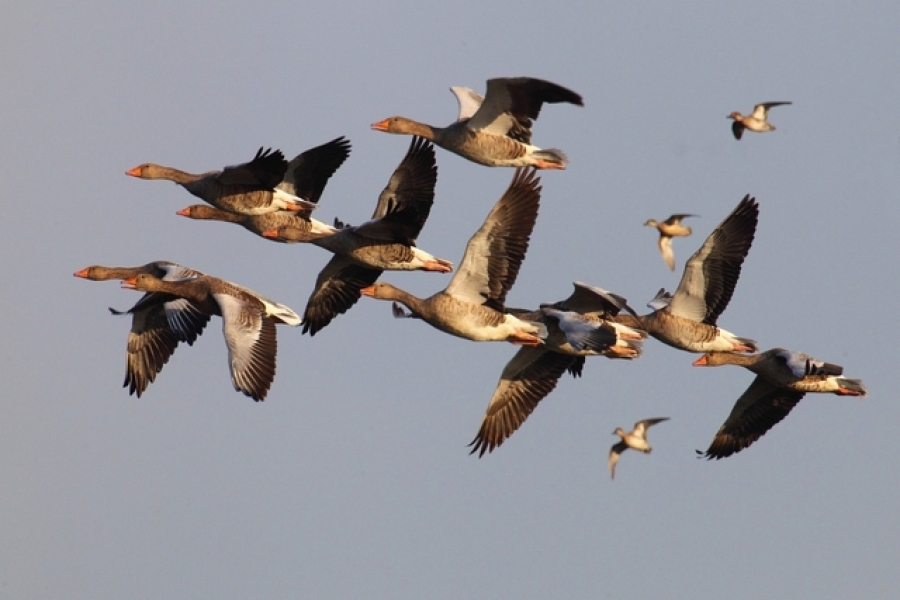 Proiect educaţional: „Migraţia de toamnă a păsărilor”