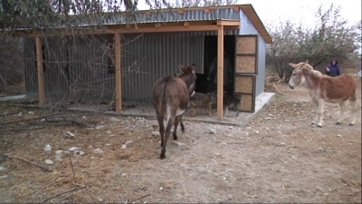 Odată cu prima ninsoare din Galaţi, şase măgari şi un ponei au casă nouă