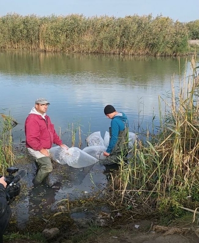 Prima populare cu lin din judeţul Galaţi: 3000 de puieți au fost eliberaţi în Canalul Magistral Lunca