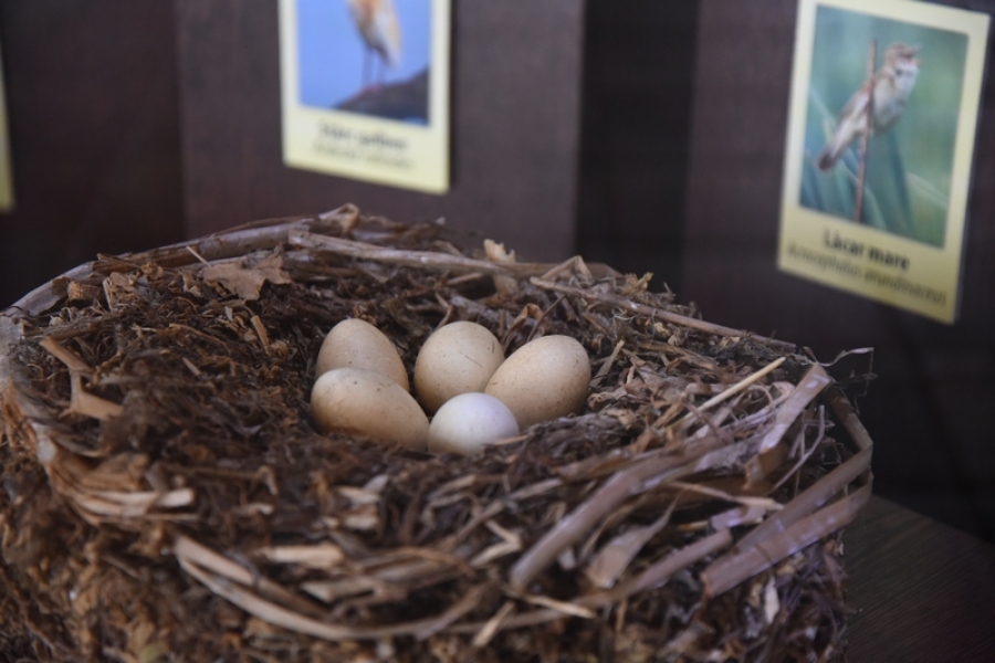 Cuiburi şi ouă de la 35 de specii de păsări migratoare, expuse la Complexul Muzeal Galaţi (FOTO)