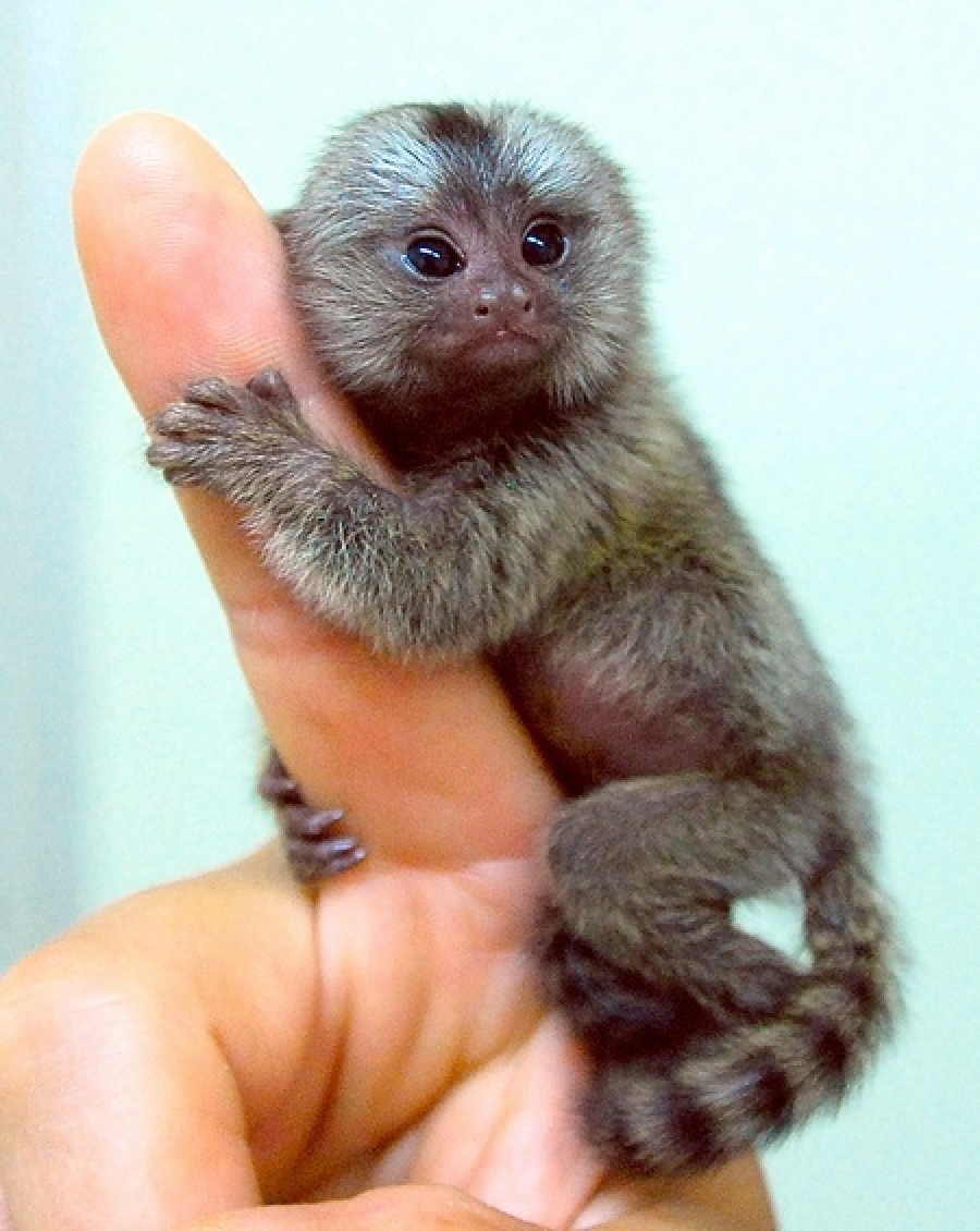 Cea mai mică maimuţă din lume are doar 120 de grame
