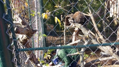 La Zoo Galaţi, trei ratoni aşteaptă vizitatori