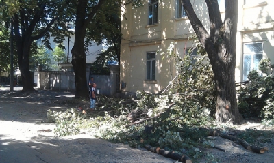 Arbori şubreziţi, prăbuşiţi de furtună!