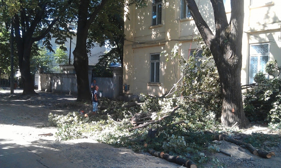 Arbori şubreziţi, prăbuşiţi de furtună!