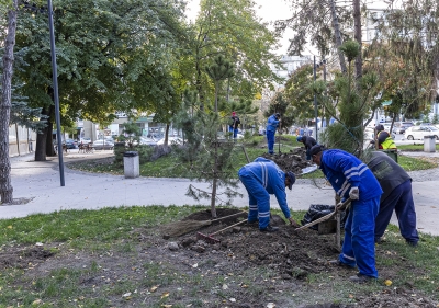 Galaţi: S-a dat startul campaniei plantărilor de arbori din această toamnă (FOTO)