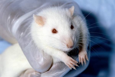 S-a reuşit inversarea procesulUI de îmbătrânire la şoareci