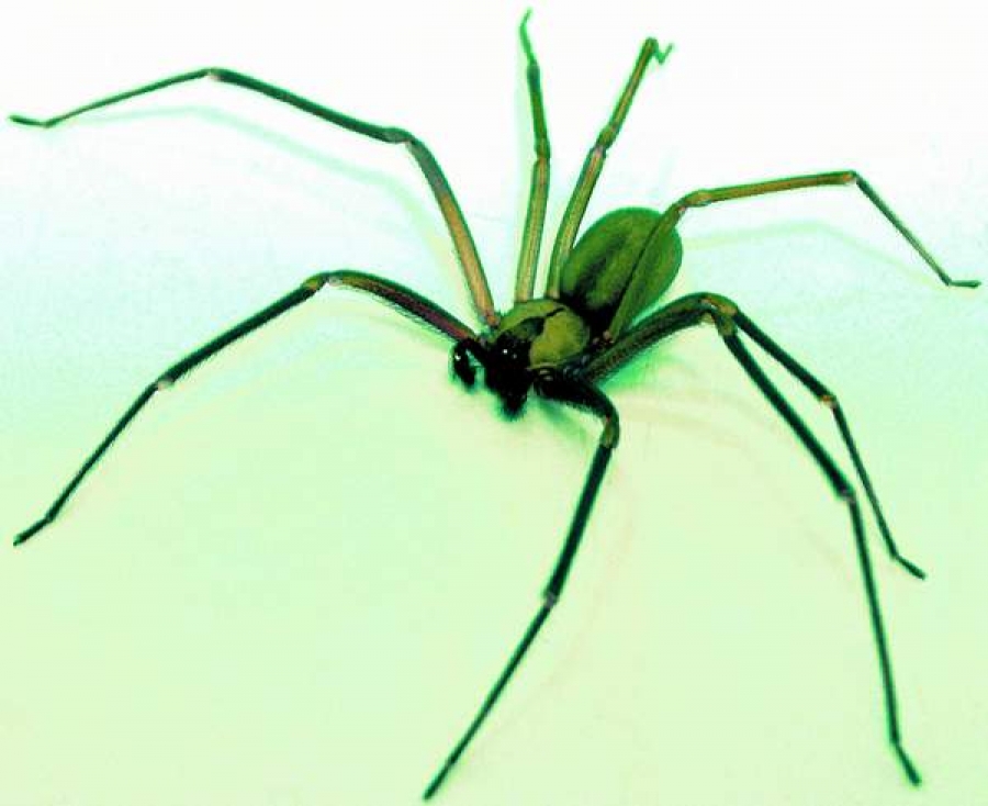 15 lucruri fascinante despre păianjeni
