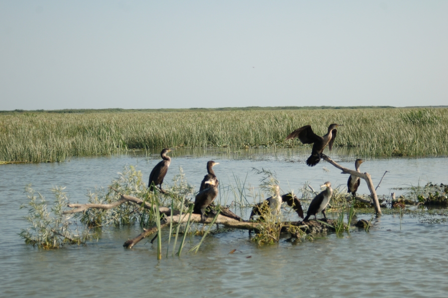 Pierderea biodiversităţii ameninţă ecosistemele planetei