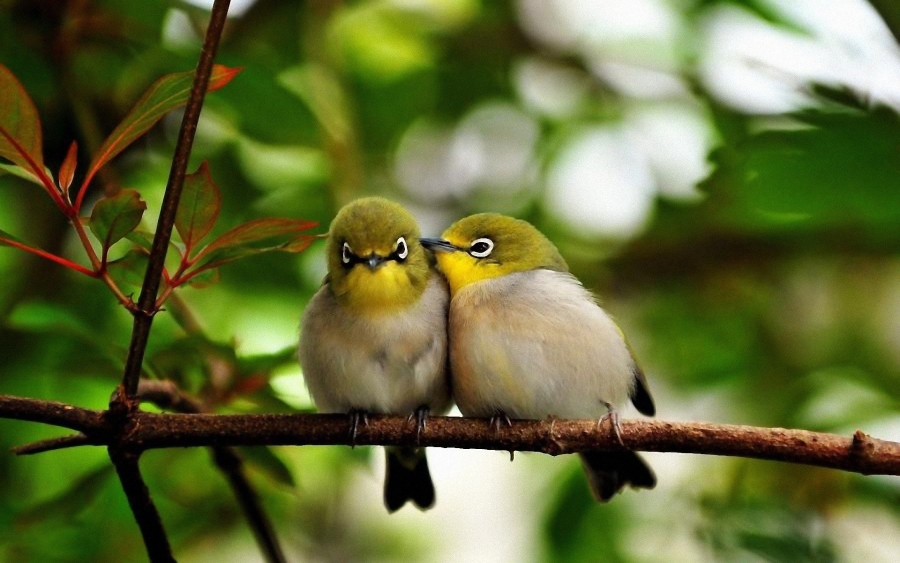 Observarea păsărilor diminuează riscul de depresie şi anxietate