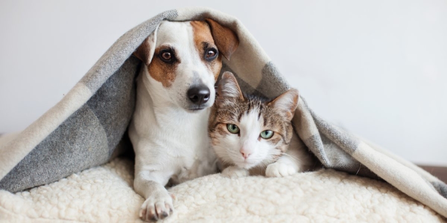 Diferențele între un proprietar de pisică şi unul de câine