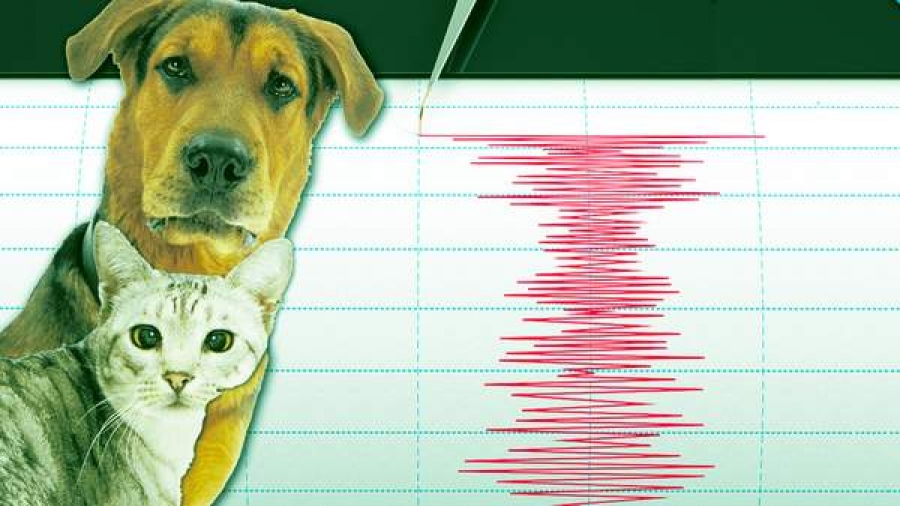 Animalele pot prezice cutremurele datorită sensibilităţii lor la electricitatea mediului