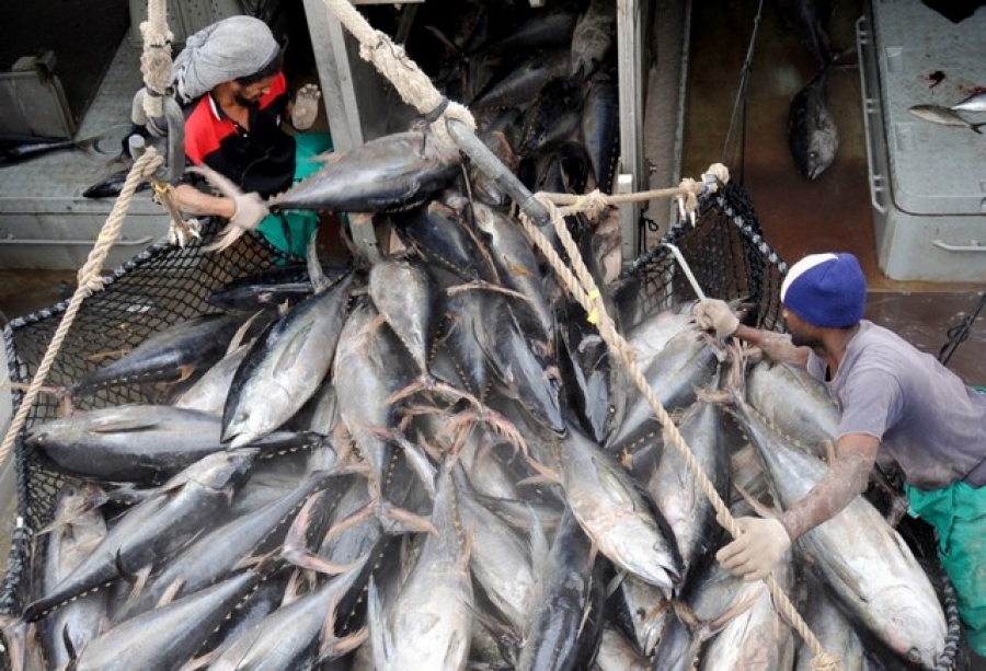Cel puţin 55% din suprafaţa oceanelor lumii este exploatată pentru pescuit