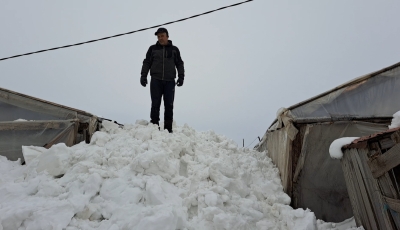 Viscolul și zăpada au făcut praf solarii de pe 200 de hectare la Matca (FOTO)