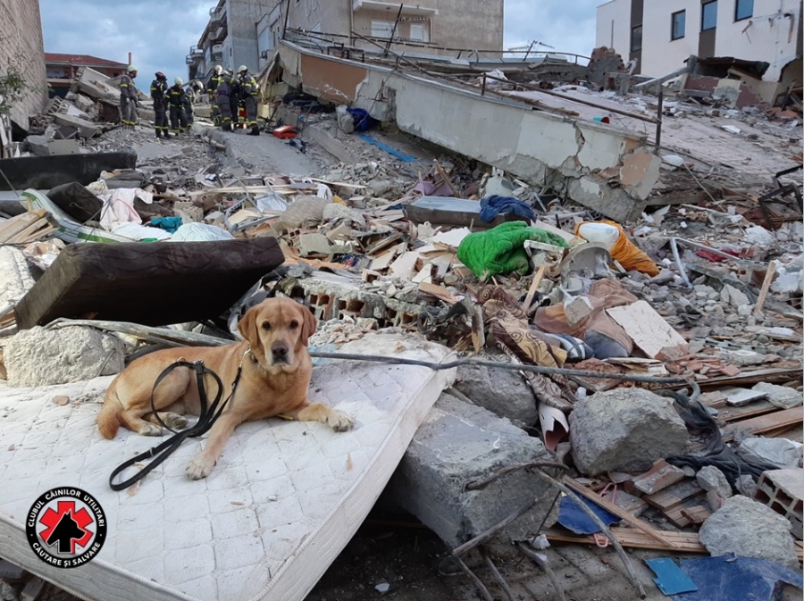 Câinii salvatori din România caută victimele cutremurului din Albania