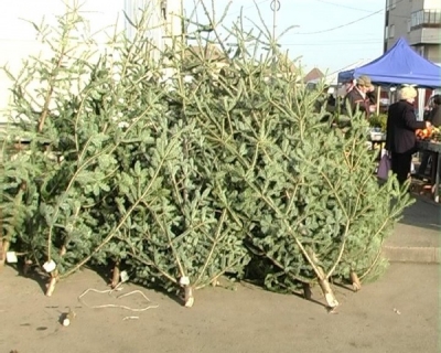 Poliţia Locală, cu ochii pe comercianţii de brazi