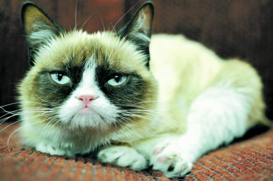 Grumpy Cat, protagonista unei comedii de Crăciun