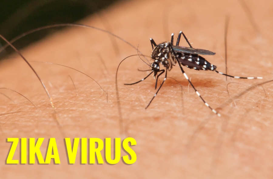 Virusul ZIKA poate ataca şi creierul adult