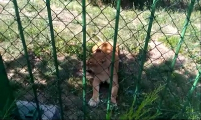 La ZOO Galaţi: Îşi sperie copilul şi trec de balustrada de protecţie întărâtând o leoaică