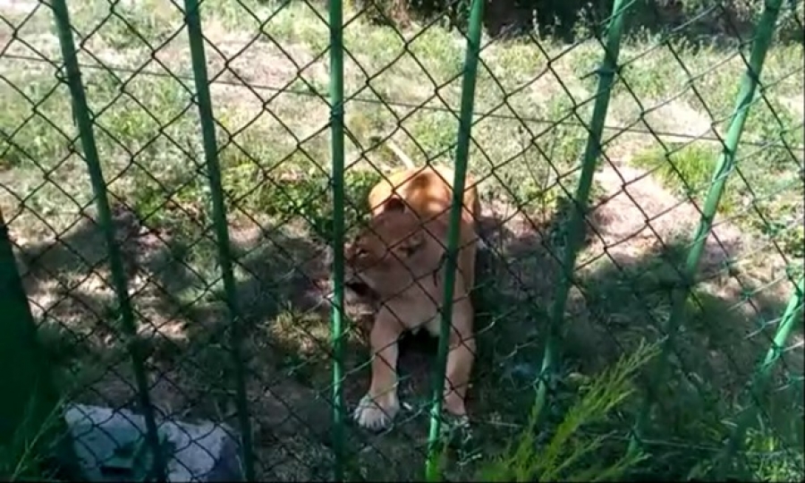 La ZOO Galaţi: Îşi sperie copilul şi trec de balustrada de protecţie întărâtând o leoaică