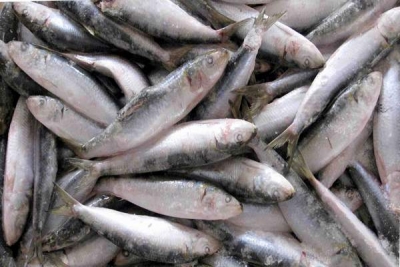 UE interzice importurile de hering şi macrou din Insulele Feroe